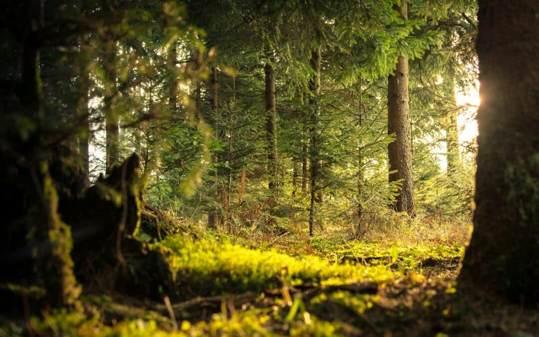Der EU-Rat hat seine Position zum EU-Waldüberwachungsgesetz beschlossen