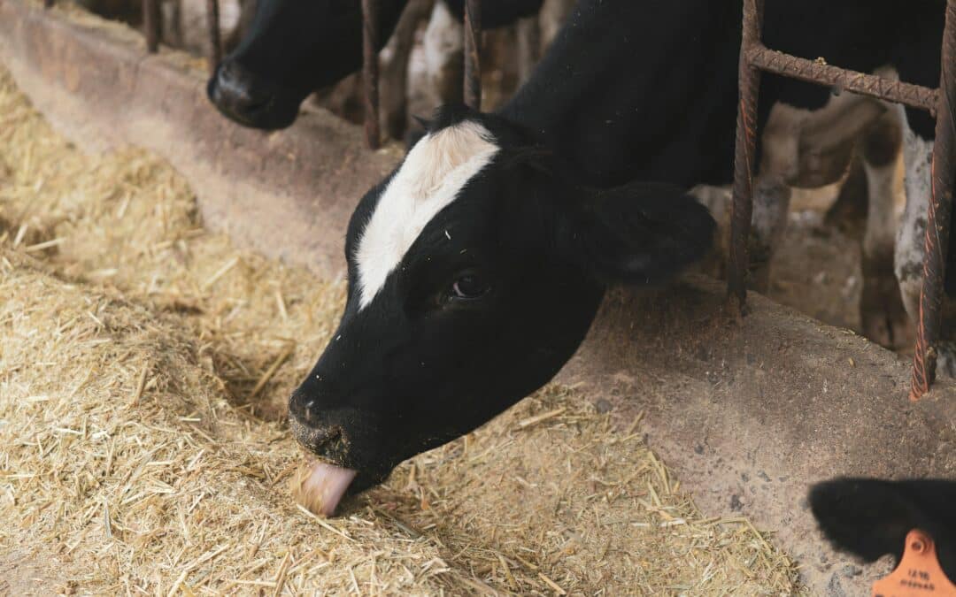 Singer und Köhler fordern Neubewertung der Blauzungenkrankheit – weniger Bürokratie, mehr Praxistauglichkeit