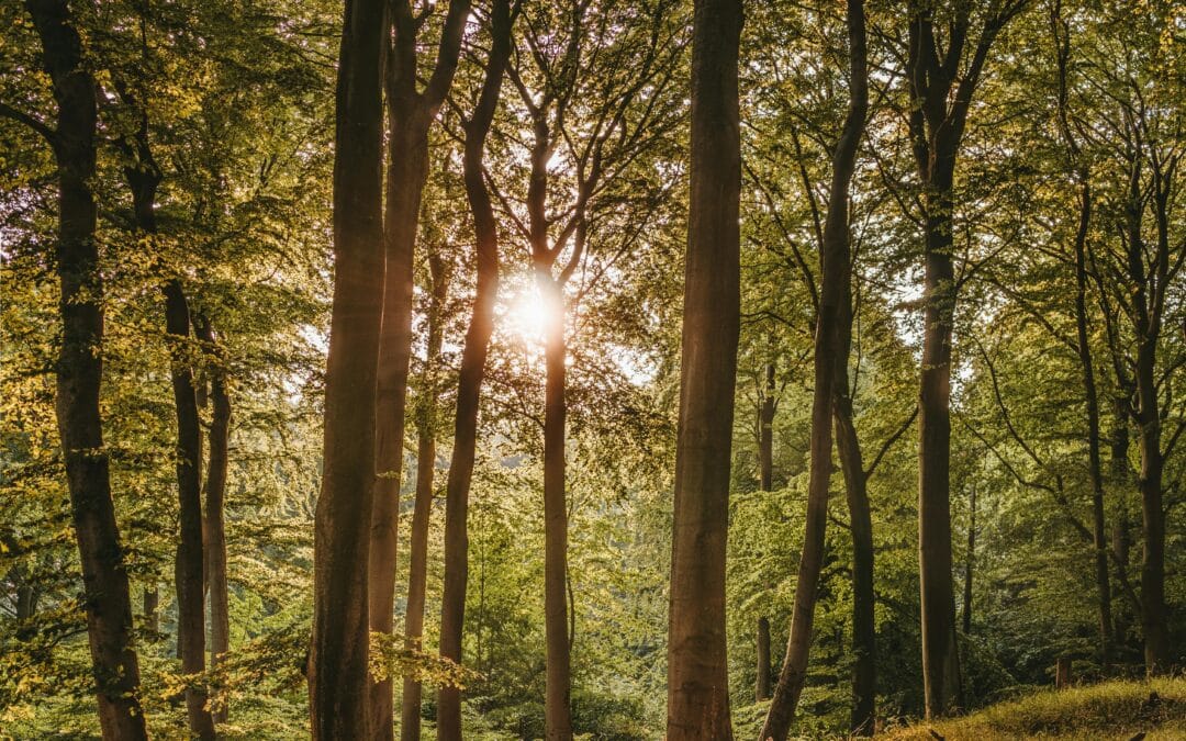 Plenarabstimmungsergebnis zum Waldüberwachungsgesetz
