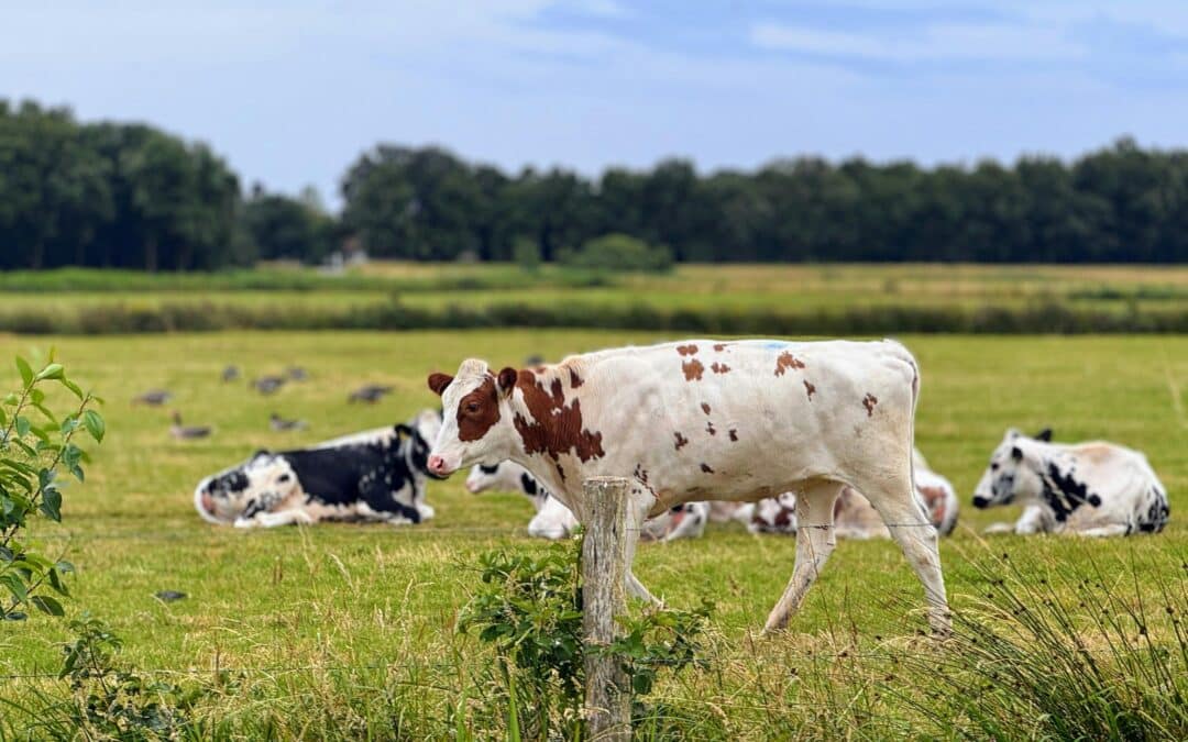 EU-Kommission veröffentlicht Vorschlag zur gezielten Anpassung der „Öko-Verordnung“