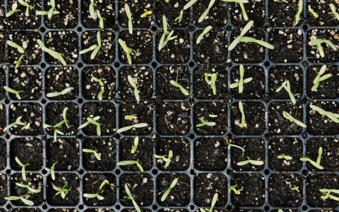 Einigung bei den Trilog-Verhandlungen zum Gesetz über Neue Genomische Techniken (NGT) erzielt