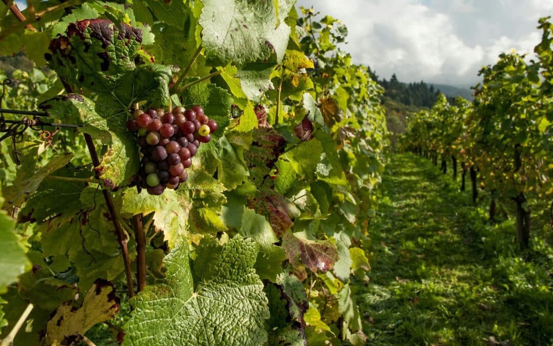 Grünes Licht für Weinpaket: Die Unterhändler der EU-Institutionen konnten sich einigen