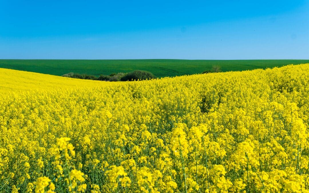 Eure Meinung ist gefragt: Laufende Konsultation zum EU-Rechtsrahmen über Erneuerbare Energie