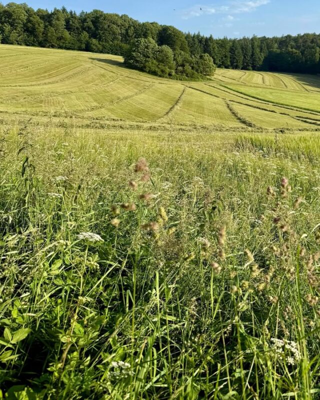 Was ist Flächenstilllegung? Als Landwirt bin ich davon persönlich betroffen. Mit meiner Gesellschaft bürgerlichen Rechts habe ich bereits einige Flächen im Rahmen der Ökoregelung stillgelegt. Dabei wird ein Teil der Ackerfläche freiwillig aus der Nutzung genommen – ohne Aussaat, Dünger oder Pflanzenschutz. 

Stattdessen entstehen dort z. B. Blühstreifen. Ziel ist es, mehr Lebensraum für Insekten zu schaffen oder den Boden und das Grundwasser besser zu schützen. Früher war die Stilllegung verpflichtend. Seit 2025 ist sie freiwillig – dafür aber mit konkreten Prämien! 🚜 👍

Kritik daran kommt von verschiedener Stelle:
👉 Landwirte fürchten Ertragsverluste.
👉 Umweltschützer sehen Rückschritte beim Artenschutz.

Was denkt ihr darüber? 

#eu #flächenstilllegung #landwirtschaft #euagrarpolitik #artenvielfalt #biodiversität #bodenruhe #agrarpolitik #umweltschutz #nachhaltigelandwirtschaft #blühstreifen #förderung #stefankoehler
