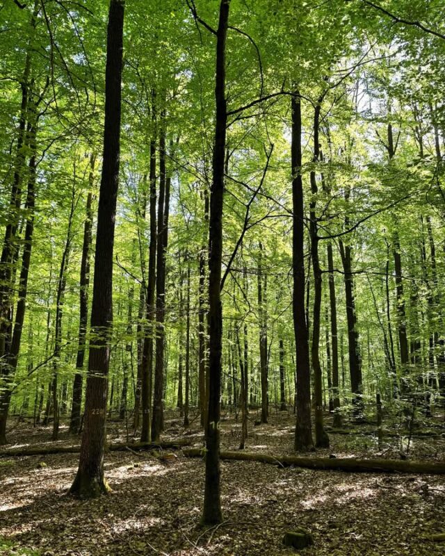 Im Spessart bin ich verwurzelt – er ist meine Heimat. Er zählt zu den schönsten und waldreichsten Naturräumen Deutschlands. Zugleich steht er aber auch exemplarisch für die Herausforderungen, vor denen viele Wälder in Europa heute stehen: Klimawandel, Schädlingsbefall und die Frage nach der Zukunft unserer heimischen Baumarten.  🌳 🪵

Wälder wie der Spessart sind wahre Multitalente: Sie binden CO₂, schützen die Artenvielfalt, liefern nachwachsende Rohstoffe und bieten unverzichtbare Erholungsräume. Gleichzeitig sind sie Wirtschafts- und Kulturräume mit jahrhundertealter Tradition. Gerade deshalb braucht es eine kluge, langfristige und regional verankerte Waldpolitik. Die EU sollte das gezielt unterstützen, durch Förderung und Forschung.

In meiner Rolle als Europaabgeordneter für Unterfranken werde ich mich weiterhin in Straßburg und Brüssel intensiv dafür einsetzen, dass die Zuständigkeit für unsere Wälder bei den EU-Ländern bleibt, denn wir in Deutschland und Bayern kennen unseren Wald genau und wissen, wie nachhaltige Forstwirtschaft funktioniert. 🌲 🌱 

#spessart #unserwald #klimaschutz #biodiversität #waldpolitik #forstwirtschaft #nachhaltigkeit #europa #stefankoehler