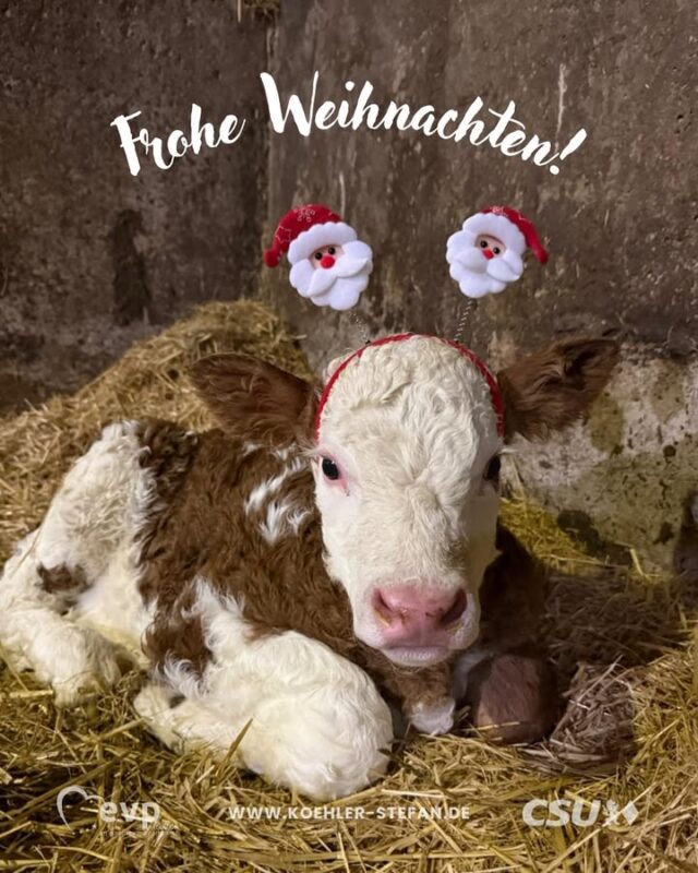 Frohe Weihnachten! 🎅 Besinnliche Feiertage aus dem Stall.

Ich wünsche euch ein gesegnetes und frohes Weihnachtsfest mit viel Zeit für die Familie, gute Plätzchen sowie Ruhe und Besinnlichkeit ❄️ Denn eine Pause ist ebenso notwendig und mit der Familie, gutem Essen, Trinken und dem ein oder anderen Geschenk lässt es sich noch besser entspannen 😊
.
.
.
#FroheWeihnachten #WeihnachtenImStall #LebenAmHof #Bayern #BesinnlicheFeiertage #CSU #EUParlament #Brüssel #EVP #Landwirtschaft  #weihnachtsgrüße #europagestalten #gemeinsamstark #regionenstärken #familie #weihnachtszeit #besinnlichetage #erfolgreiches2026 #zusammenhalt #stefankoehler