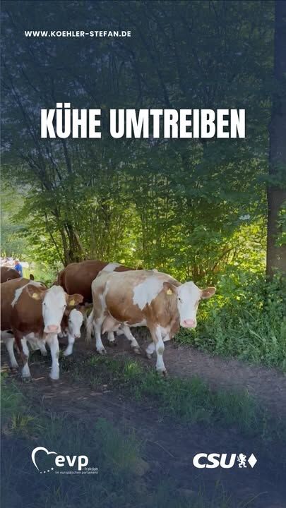 Die Kühe sind los 🐄

Beim Umtrieb ging es heute für die Herde auf eine neue Weide. Was nach einem gemütlichen Spaziergang aussieht, erfordert gute Planung, Ruhe und ein eingespieltes Zusammenspiel von Mensch und Tier 🌿☀️

Eine Kuh macht Muh und viele Kühe machen Mühe 😉🐄🐄🐄