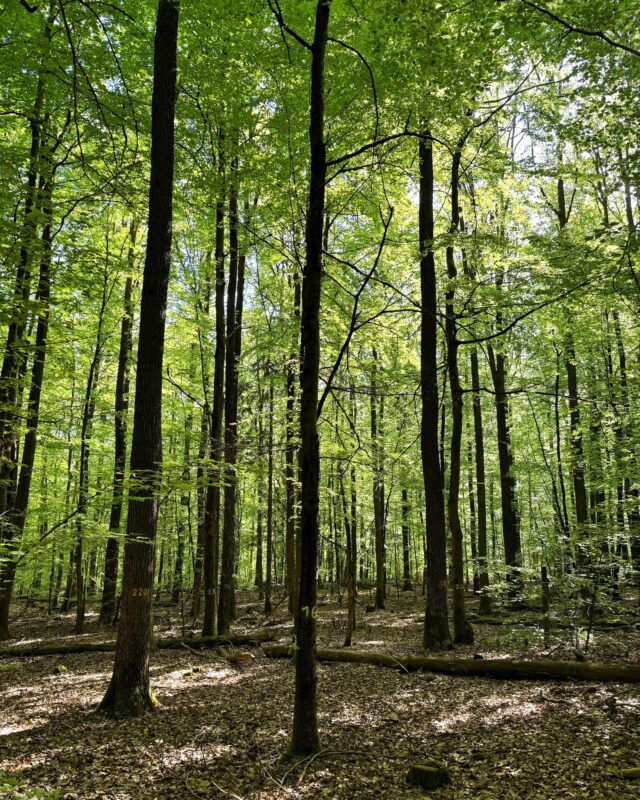 Im Spessart bin ich verwurzelt – er ist meine Heimat. Er zählt zu den schönsten und waldreichsten Naturräumen Deutschlands. Zugleich steht er aber auch exemplarisch für die Herausforderungen, vor denen viele Wälder in Europa heute stehen: Klimawandel, Schädlingsbefall und die Frage nach der Zukunft unserer heimischen Baumarten. 🌳 🪵

Wälder wie der Spessart sind wahre Multitalente: Sie binden CO₂, schützen die Artenvielfalt, liefern nachwachsende Rohstoffe und bieten unverzichtbare Erholungsräume. Gleichzeitig sind sie Wirtschafts- und Kulturräume mit jahrhundertealter Tradition. Gerade deshalb braucht es eine kluge, langfristige und regional verankerte Waldpolitik. Die EU sollte das gezielt unterstützen, durch Förderung und Forschung.

In meiner Rolle als Europaabgeordneter für Unterfranken werde ich mich weiterhin in Straßburg und Brüssel intensiv dafür einsetzen, dass die Zuständigkeit für unsere Wälder bei den EU-Ländern bleibt, denn wir in Deutschland und Bayern kennen unseren Wald genau und wissen, wie nachhaltige Forstwirtschaft funktioniert. 🌲 🌱 

#spessart #unserwald #klimaschutz #biodiversität #waldpolitik #forstwirtschaft #nachhaltigkeit #europa #stefankoehler