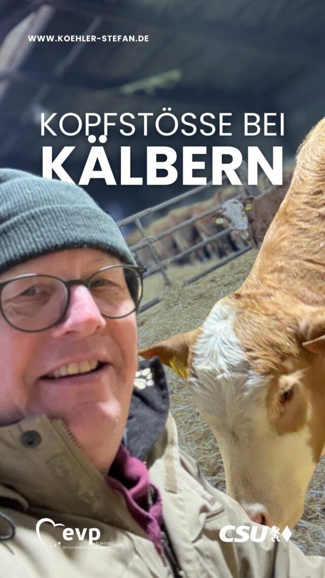 Typisches Verhalten bei Kälbern: Mit kleinen Kopfstößen klären sie ihre Rangordnung - da geht’s manchmal schon zur Sache 🥊🐮�

So lernen sie früh, ihren Platz in der Herde zu finden.
Landwirtschaft heißt auch: Natur verstehen, beobachten und mit ihr arbeiten 🌱
.
.
.
#stefankoehler #csu #epp #evp #fuerslandunddieleut #Mutterkuhhaltung #Kalb #Landwirtschaft