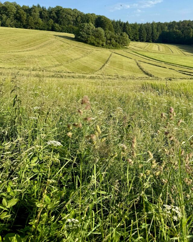 Was ist Flächenstilllegung? Als Landwirt bin ich davon persönlich betroffen. Mit meiner Gesellschaft bürgerlichen Rechts habe ich bereits einige Flächen im Rahmen der Ökoregelung stillgelegt. Dabei wird ein Teil der Ackerfläche freiwillig aus der Nutzung genommen – ohne Aussaat, Dünger oder Pflanzenschutz. 

Stattdessen entstehen dort z. B. Blühstreifen. Ziel ist es, mehr Lebensraum für Insekten zu schaffen oder den Boden und das Grundwasser besser zu schützen. Früher war die Stilllegung verpflichtend. Seit 2025 ist sie freiwillig – dafür aber mit konkreten Prämien! 🚜 👍

Kritik daran kommt von verschiedener Stelle:
👉 Landwirte fürchten Ertragsverluste.
👉 Umweltschützer sehen Rückschritte beim Artenschutz.

Was denkt ihr darüber? 

#eu #flächenstilllegung #landwirtschaft #euagrarpolitik #artenvielfalt #biodiversität #bodenruhe #agrarpolitik #umweltschutz #nachhaltigelandwirtschaft #blühstreifen #förderung #stefankoehler